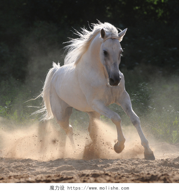 在户外奔跑的白色骏马白色骏马在灰尘中运行驰骋